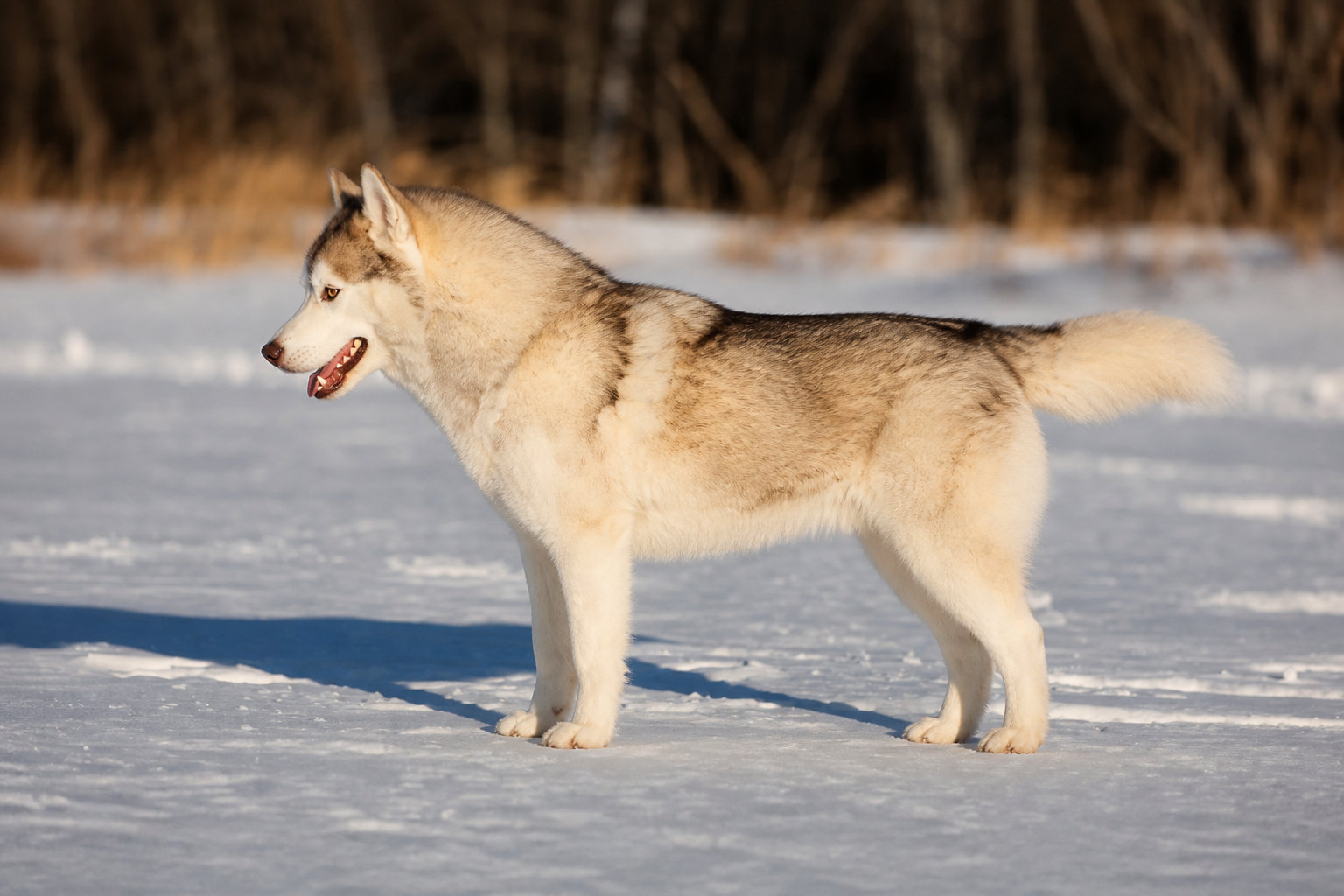 Les chiens de berger et l'atavisme du rassemblement