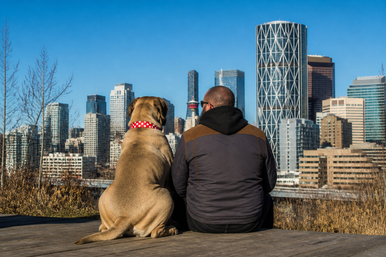 Boerboel african mastiff : le chien de ferme sud-africain