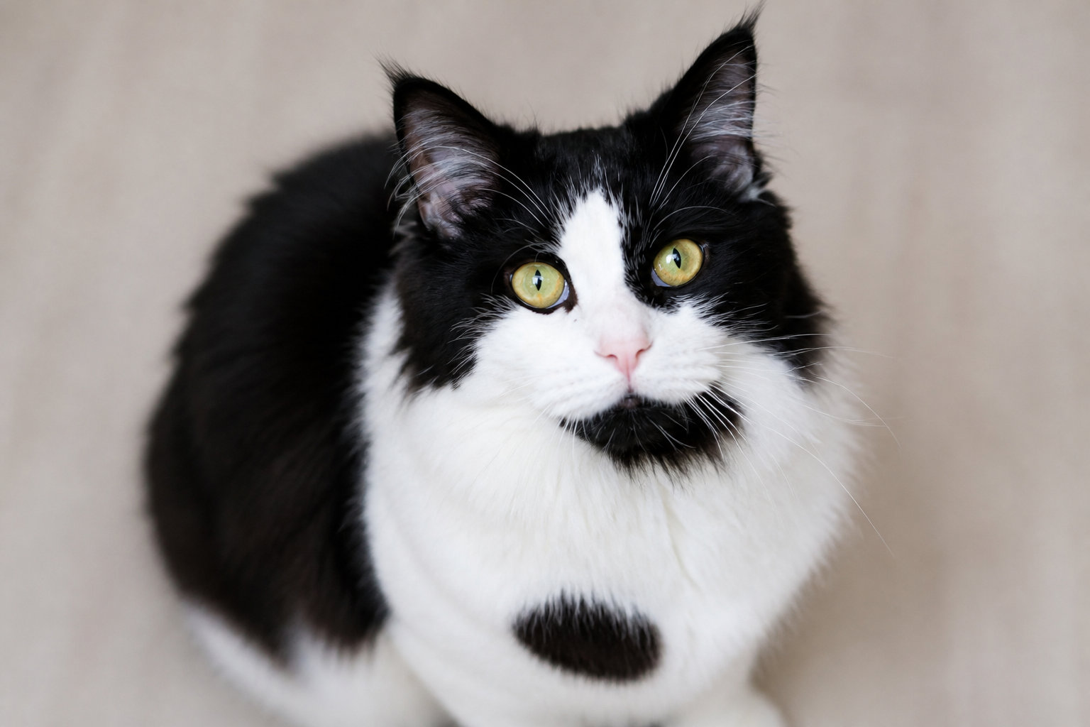 Plusieurs races de chats peuvent porter une robe noire et blanche