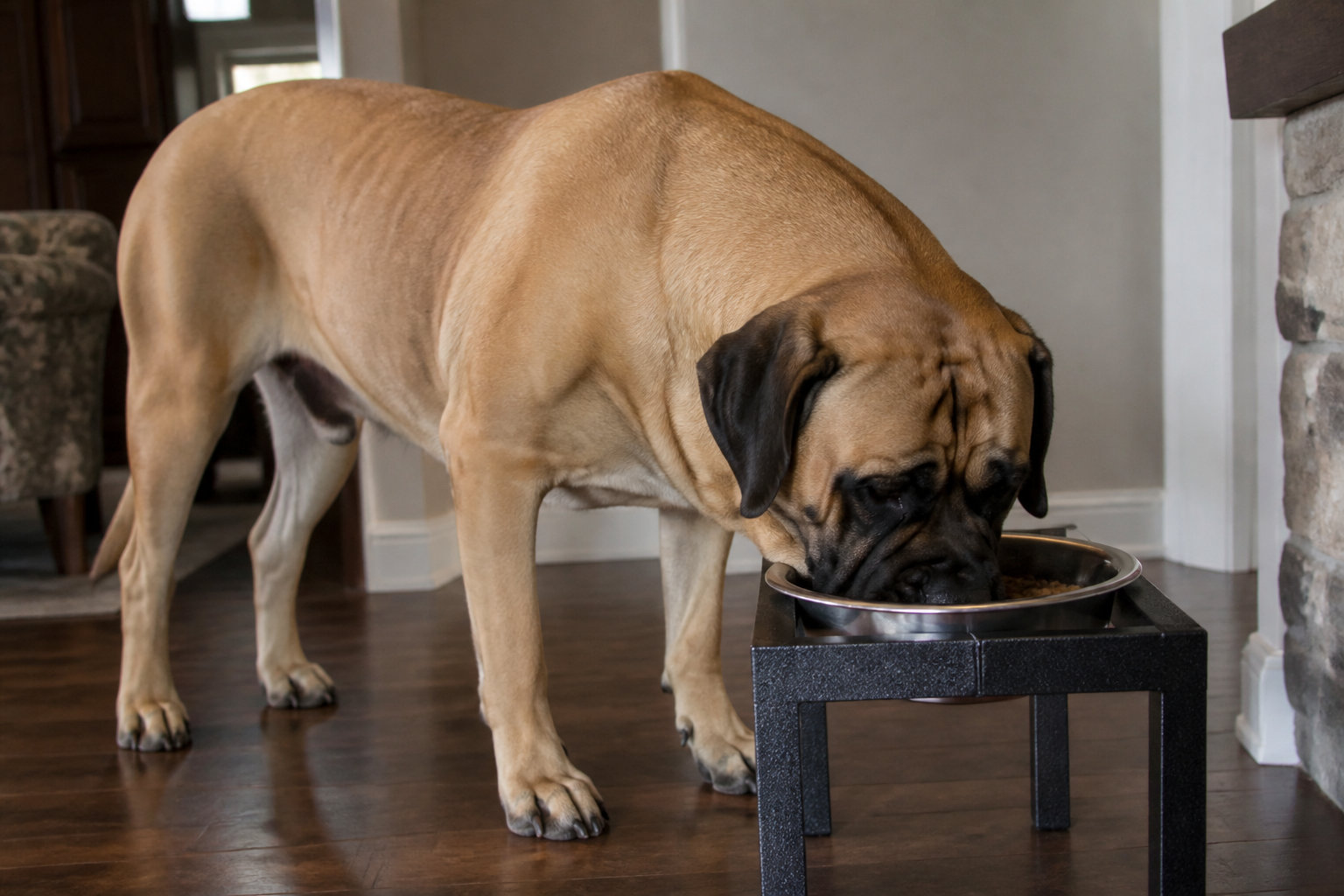 La croissance du Boerboel exige une alimentation adaptée à son gabarit