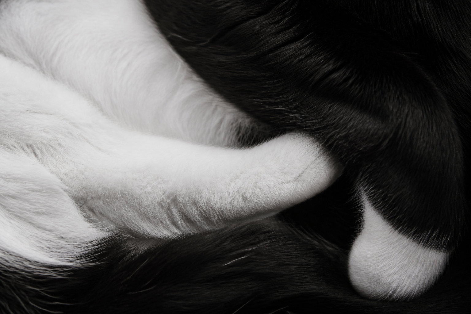 La nomenclature féline separe couleur noire et panachure blanche